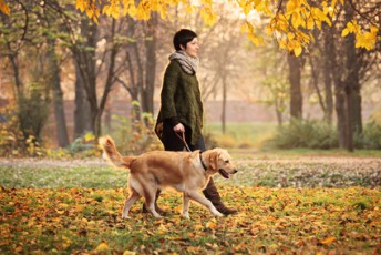 rencontre animaux domestiques